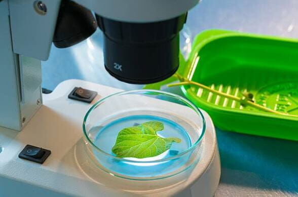 Agro Smart Lab Fungal diseases of plants - testing of disease-causing pathogens