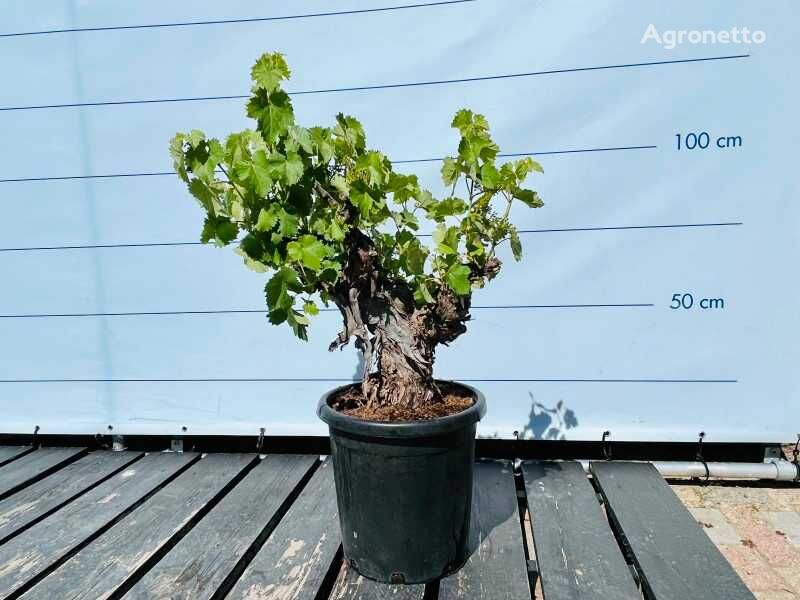 druivenboom stamomvang 20/40cm ornamental shrub