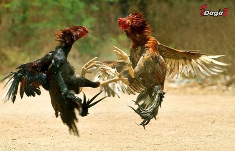 Vì sao sư kê phải có được cách chọn gà chọi tốt?