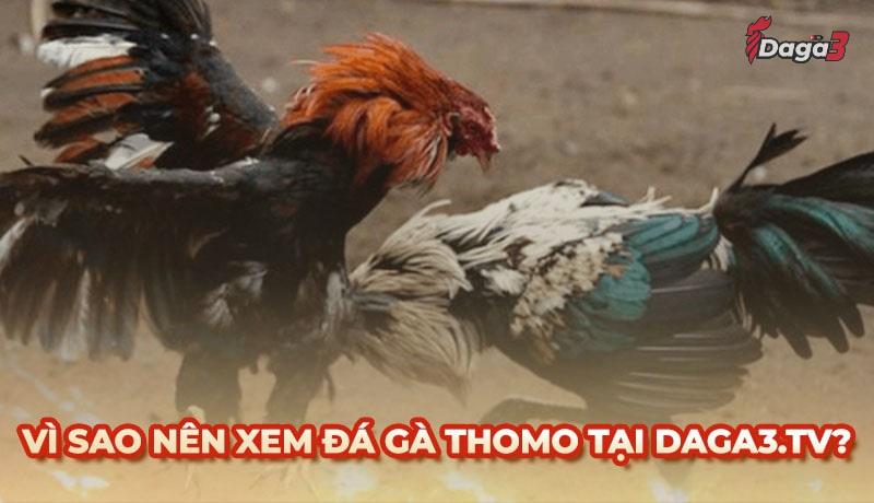 Vì sao nên chọn agronetto.in để xem đá gà trực tiếp thomo